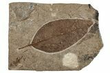 Miocene Fossil Tupelo Leaf (Nyssa) - Nebraska #262745-1